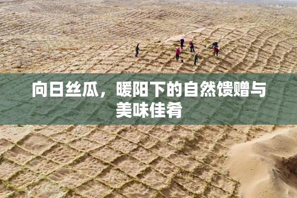 向日丝瓜，暖阳下的自然馈赠与美味佳肴