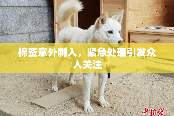 棉签意外刺入，紧急处理引发众人关注