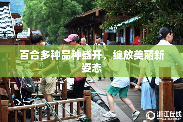 百合多种品种盛开，绽放美丽新姿态