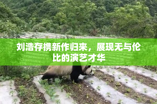 刘浩存携新作归来，展现无与伦比的演艺才华