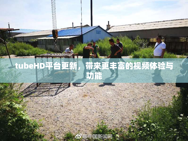 tubeHD平台更新，带来更丰富的视频体验与功能