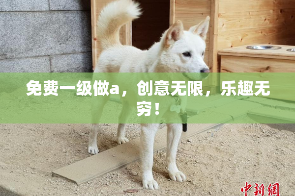 免费一级做a，创意无限，乐趣无穷！