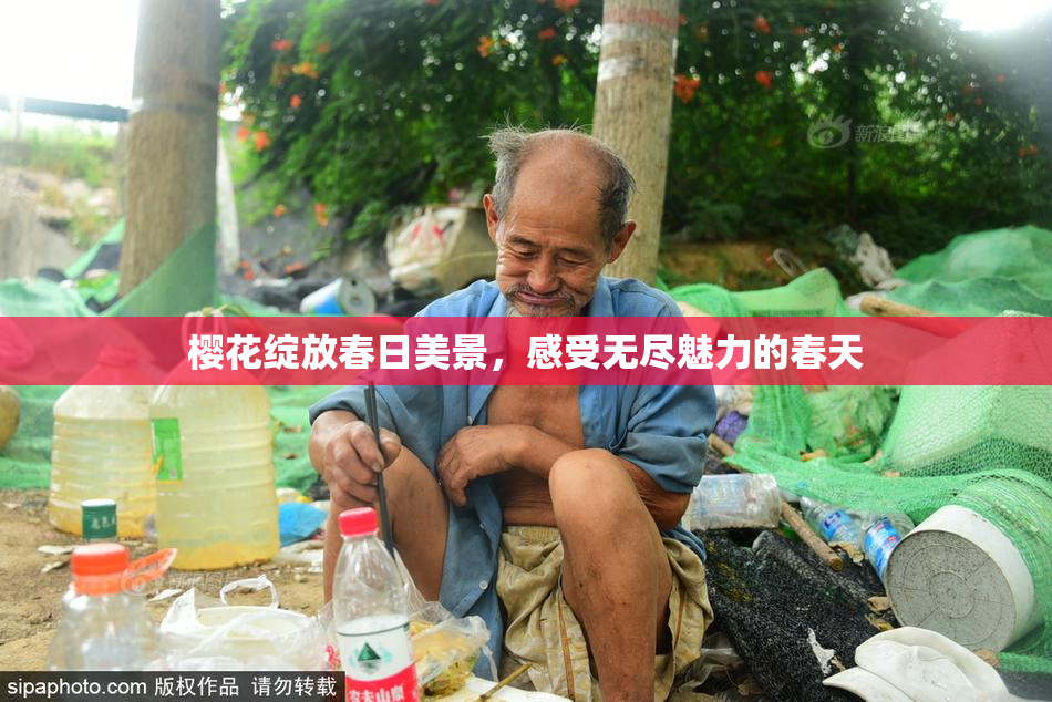 樱花绽放春日美景，感受无尽魅力的春天