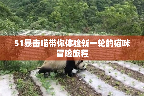 51暴击喵带你体验新一轮的猫咪冒险旅程