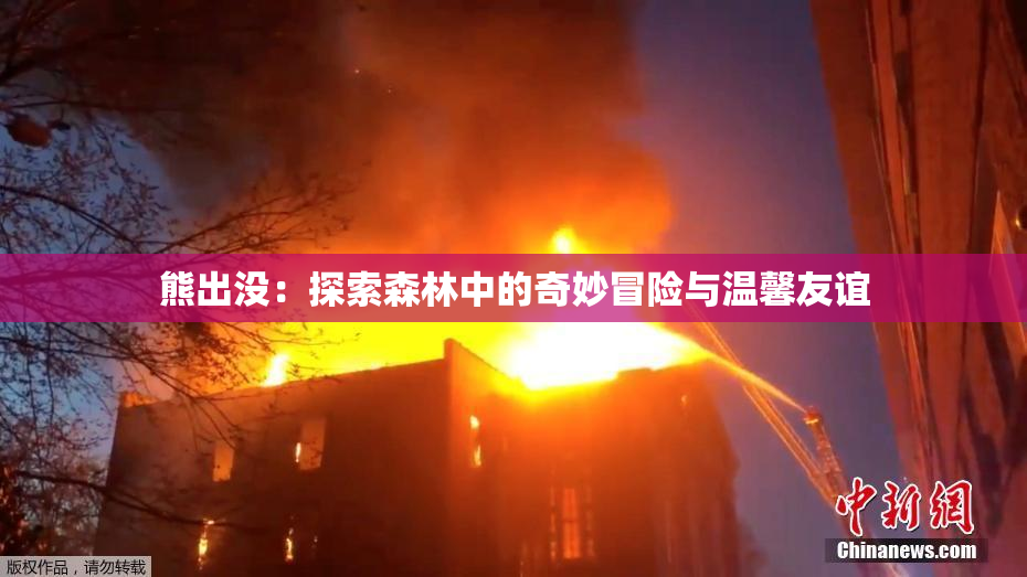 熊出没：探索森林中的奇妙冒险与温馨友谊