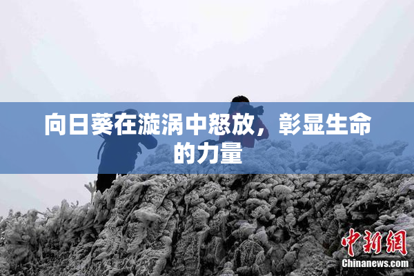 向日葵在漩涡中怒放，彰显生命的力量