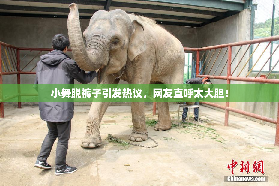 小舞脱裤子引发热议，网友直呼太大胆！