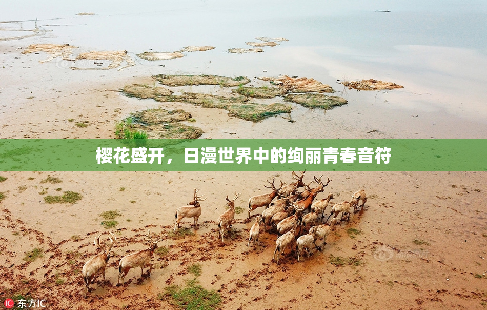 樱花盛开，日漫世界中的绚丽青春音符