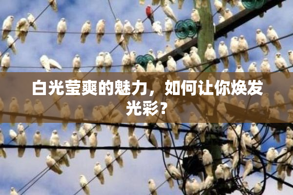 白光莹爽的魅力，如何让你焕发光彩？