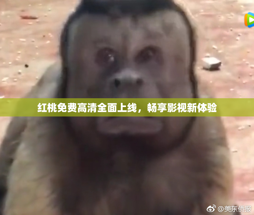 红桃免费高清全面上线，畅享影视新体验