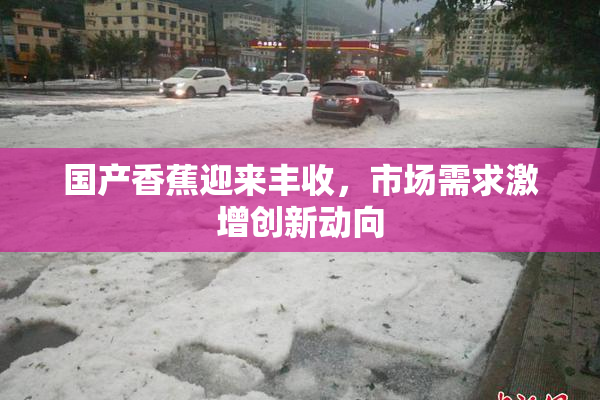 国产香蕉迎来丰收，市场需求激增创新动向
