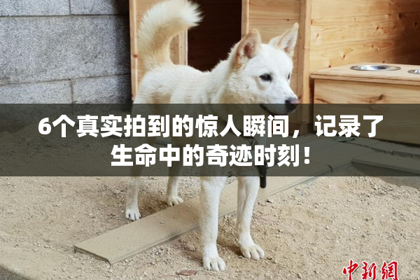 6个真实拍到的惊人瞬间，记录了生命中的奇迹时刻！