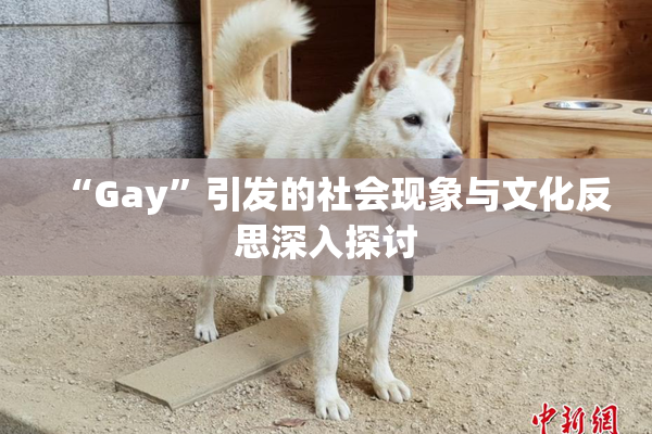 “Gay”引发的社会现象与文化反思深入探讨