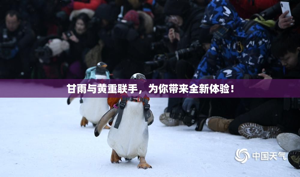 甘雨与黄重联手，为你带来全新体验！