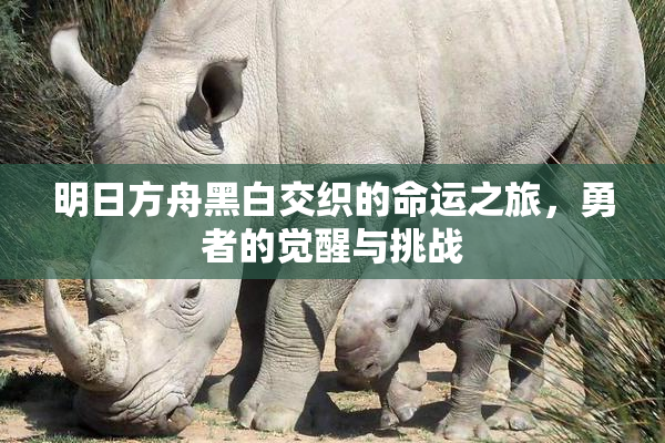明日方舟黑白交织的命运之旅，勇者的觉醒与挑战