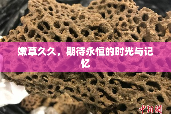 嫩草久久，期待永恒的时光与记忆