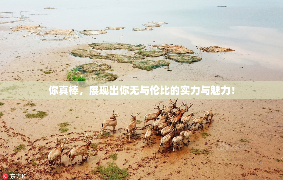 你真棒，展现出你无与伦比的实力与魅力！