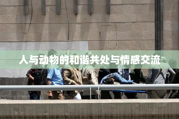 人与动物的和谐共处与情感交流