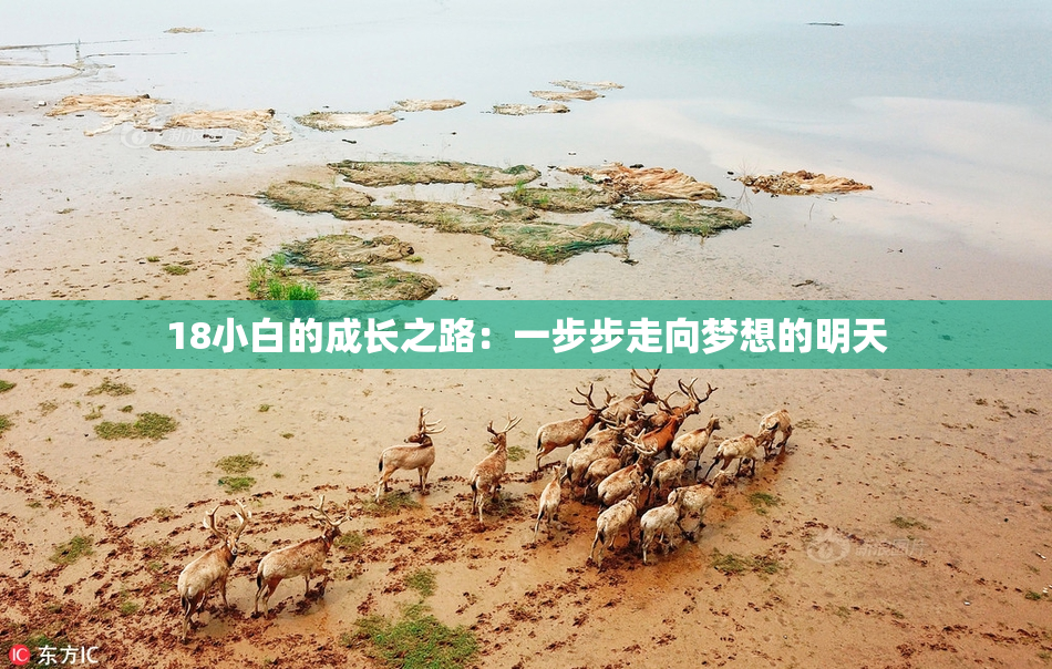18小白的成长之路：一步步走向梦想的明天