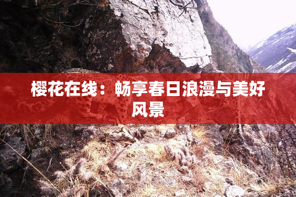 樱花在线：畅享春日浪漫与美好风景