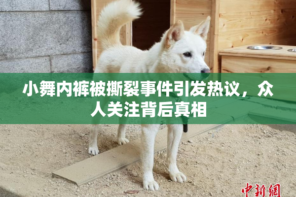 小舞内裤被撕裂事件引发热议，众人关注背后真相