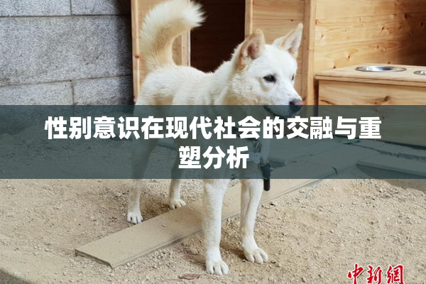 性别意识在现代社会的交融与重塑分析