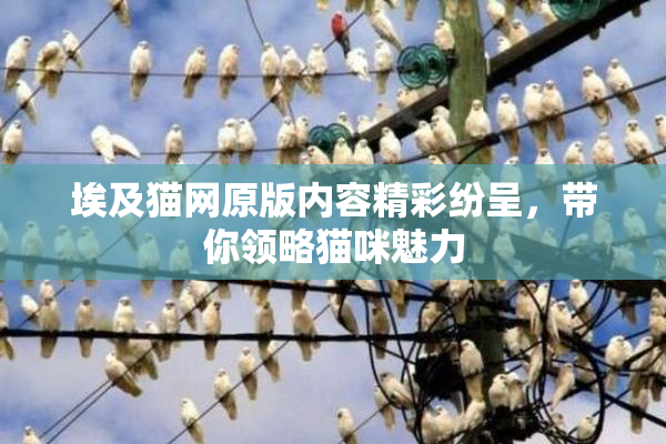 埃及猫网原版内容精彩纷呈，带你领略猫咪魅力