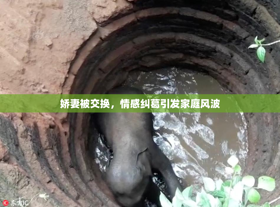娇妻被交换，情感纠葛引发家庭风波