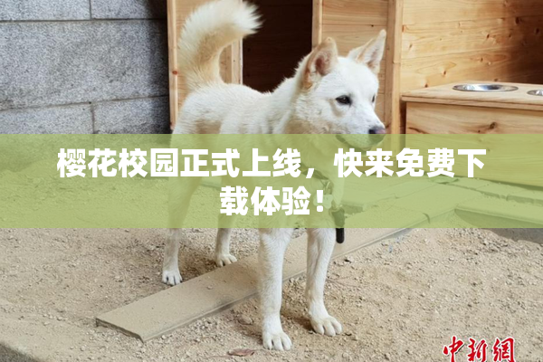 樱花校园正式上线，快来免费下载体验！