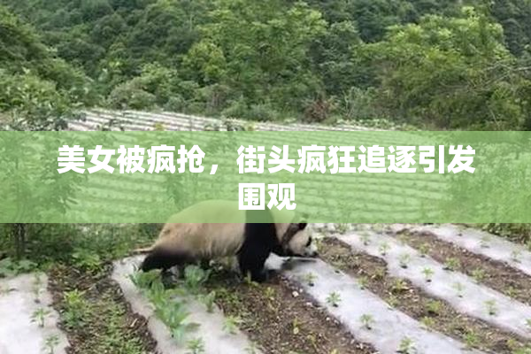 美女被疯抢，街头疯狂追逐引发围观