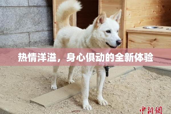 热情洋溢，身心俱动的全新体验