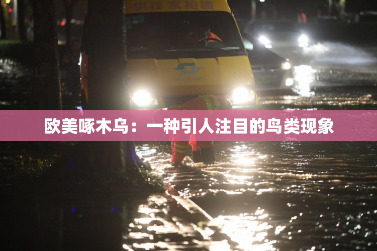欧美啄木乌：一种引人注目的鸟类现象