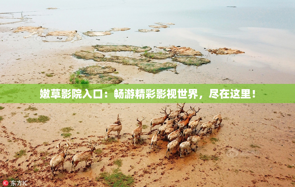嫩草影院入口：畅游精彩影视世界，尽在这里！