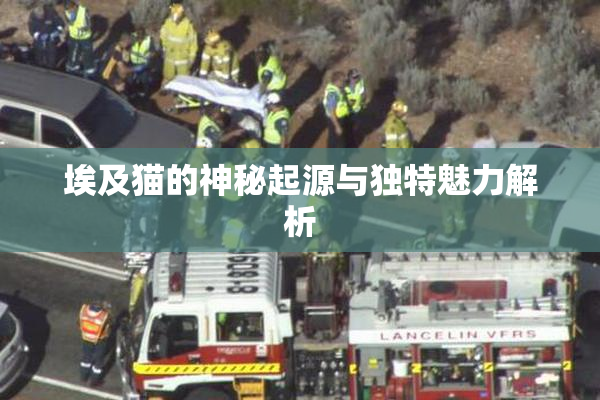 埃及猫的神秘起源与独特魅力解析