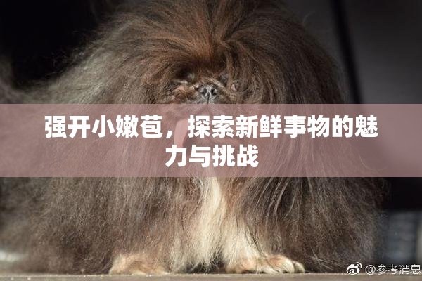 强开小嫩苞，探索新鲜事物的魅力与挑战