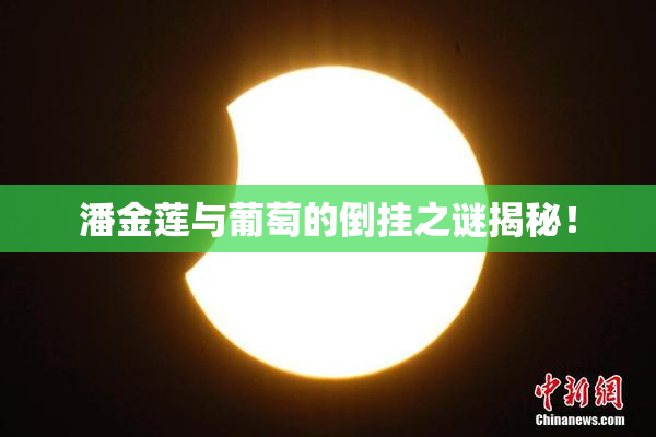 潘金莲与葡萄的倒挂之谜揭秘！