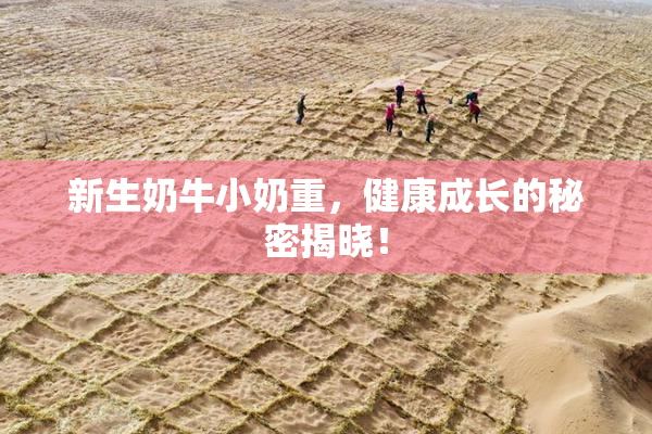 新生奶牛小奶重，健康成长的秘密揭晓！