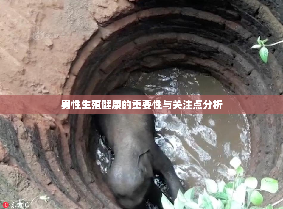 男性生殖健康的重要性与关注点分析
