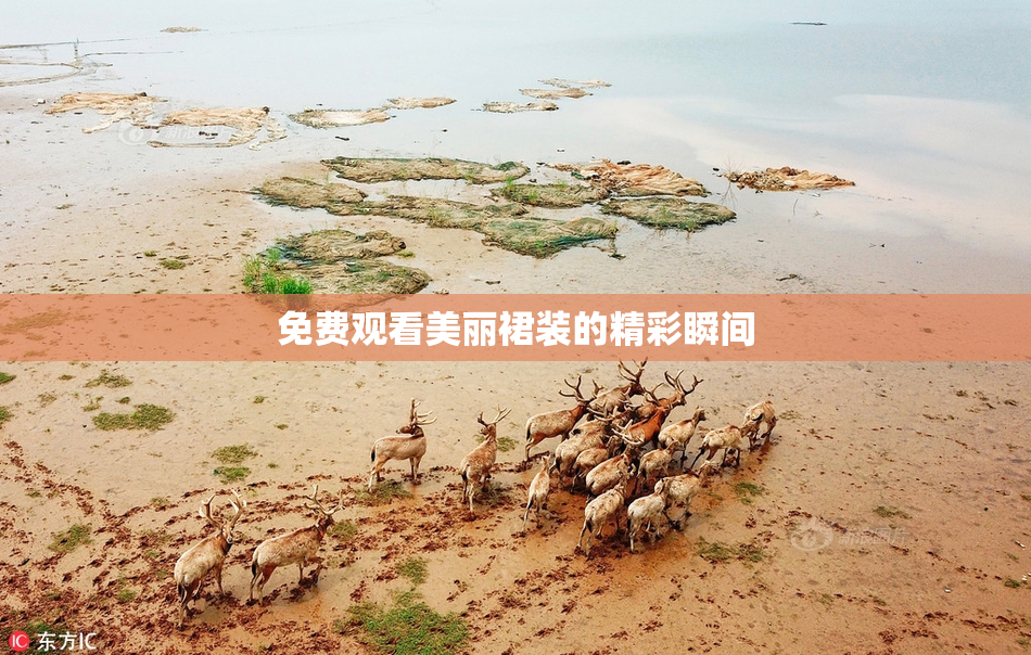 免费观看美丽裙装的精彩瞬间