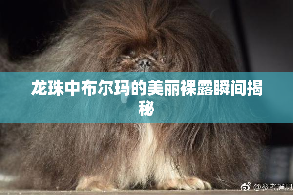 龙珠中布尔玛的美丽裸露瞬间揭秘