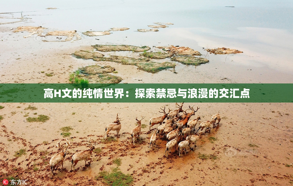 高H文的纯情世界：探索禁忌与浪漫的交汇点