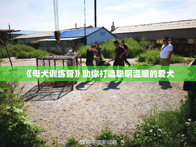 《母犬训练营》助你打造聪明温顺的爱犬
