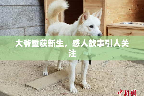 大爷重获新生，感人故事引人关注