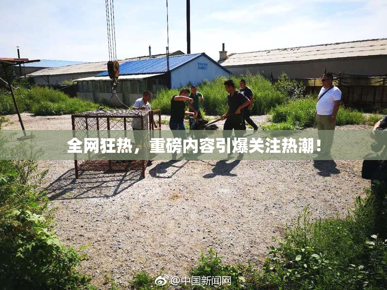 全网狂热，重磅内容引爆关注热潮！