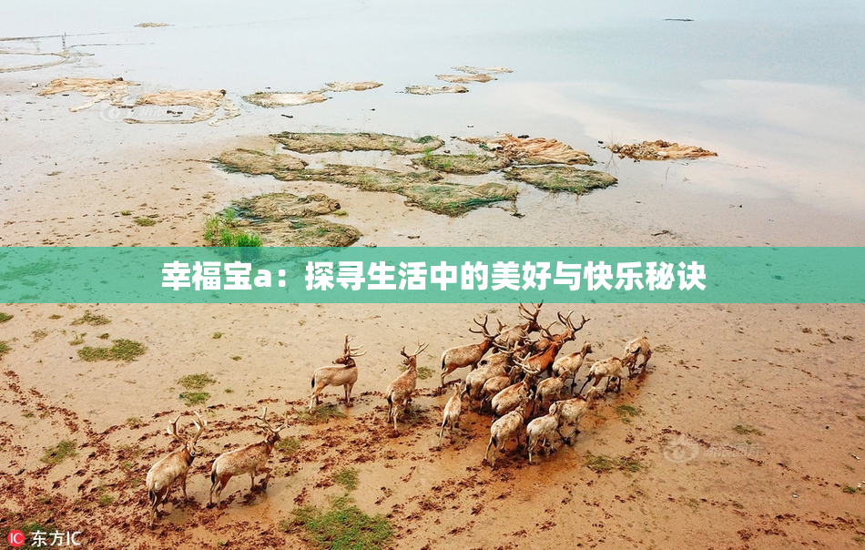 幸福宝a：探寻生活中的美好与快乐秘诀