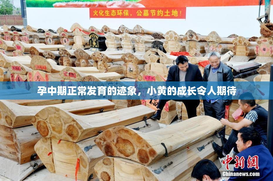 孕中期正常发育的迹象，小黄的成长令人期待