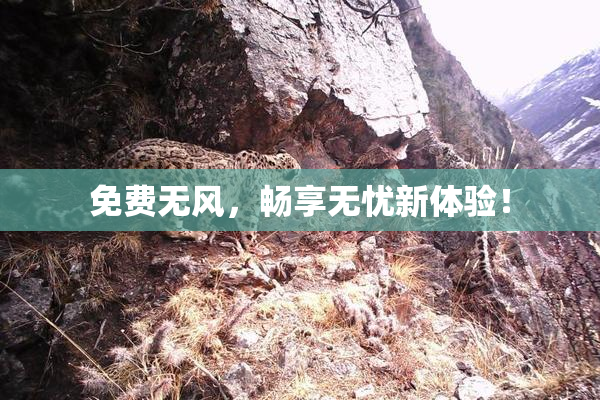 免费无风，畅享无忧新体验！