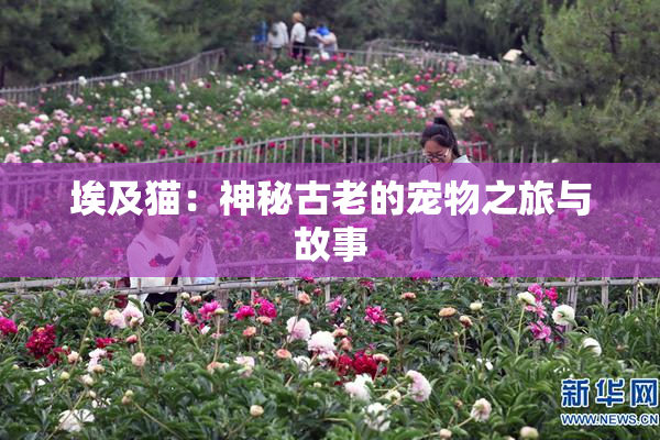 埃及猫：神秘古老的宠物之旅与故事