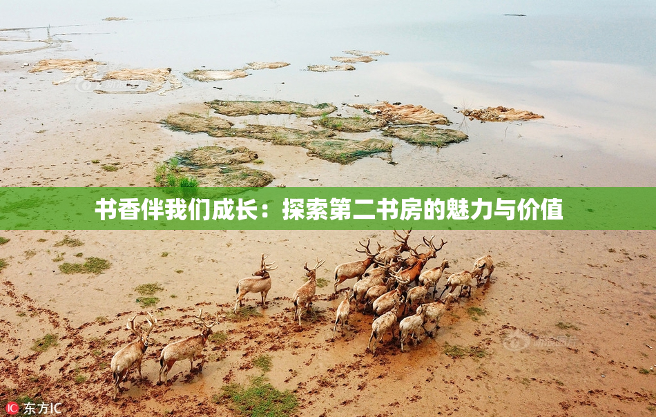 书香伴我们成长：探索第二书房的魅力与价值