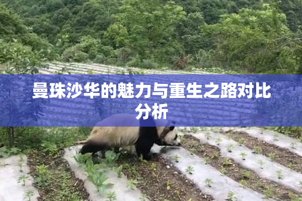 曼珠沙华的魅力与重生之路对比分析